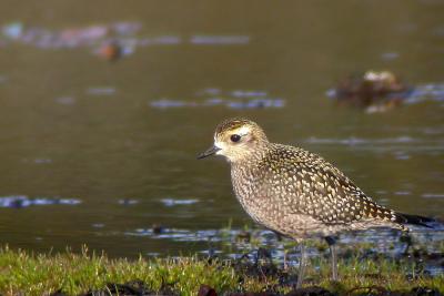 Am. Golden Plover 2 Brier.jpg