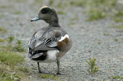 Am. Wigeon Sull. Pond.jpg