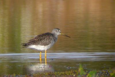 Gr. Yellowlegs Brier.jpg