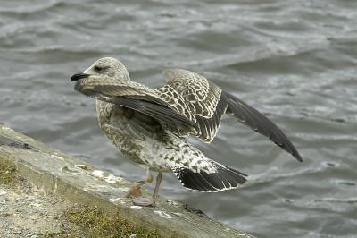 LBBG wing Sull. Pond.jpg