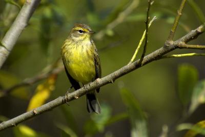 7. Warblers