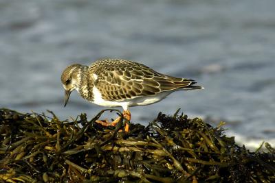 Ruddy Turnstone Brier.jpg
