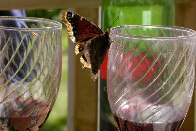 Wine Connoisseur Mourning Cloak.jpg