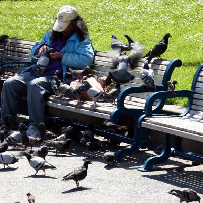 More pigeon feeding
