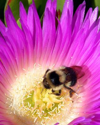 [April 24th] Happy Bumblebee