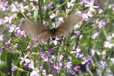 Butterfly on a windy day