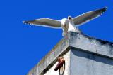 Gulls at Fort Mason