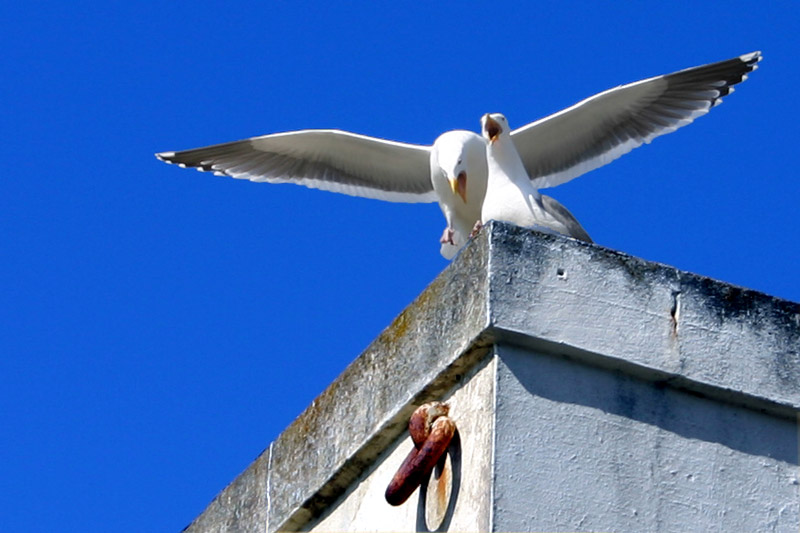 Gulls at Fort Mason