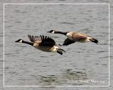 Canada Geese