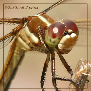 Golden- Winged Skimmer-Female