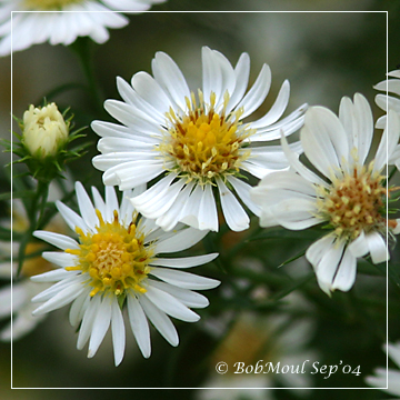 White Aster