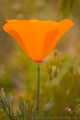 A.V. Poppy Reserve