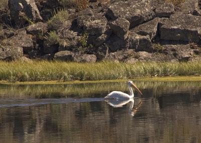 White Pelican, Harriman State Park, Henry's Fork