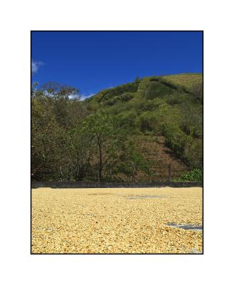 Coffee beans drying