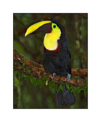 Chestnut mandibled toucan