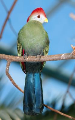 Red crested Turaco in Tree.jpg