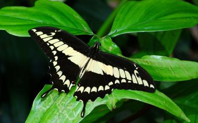 Swallowtail butterfly.jpg