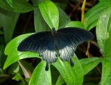 Black swallowtail.jpg