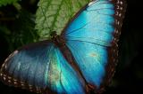 Blue Morpho.jpg