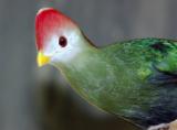 Red crested Turaco.jpg