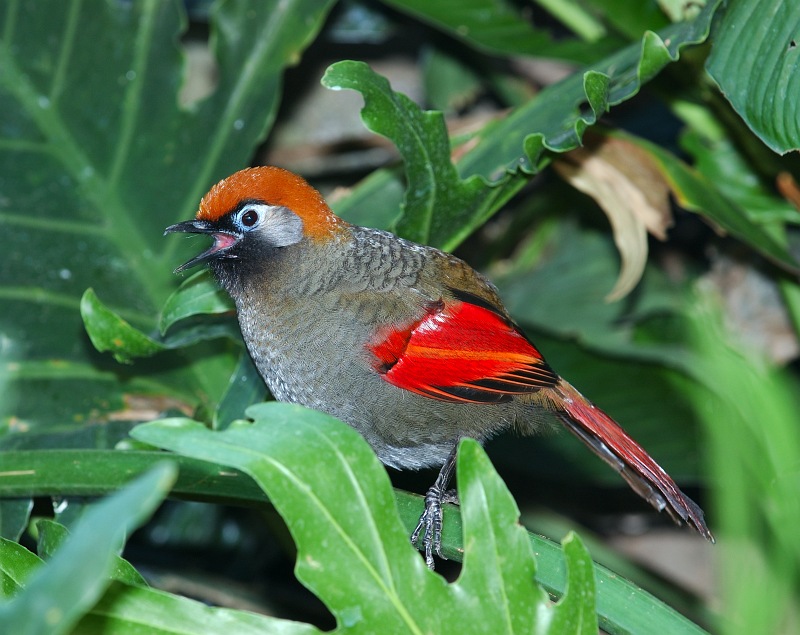 Singing Red Winged Laughing Thrush.jpg