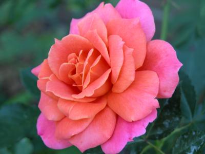 Disneyland Rose