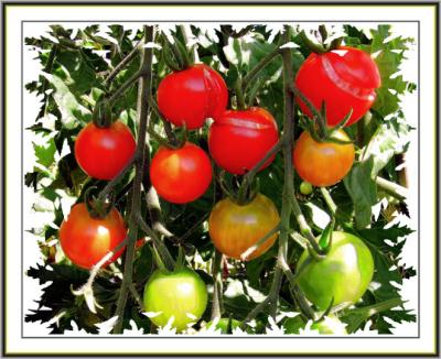 Colors of Tomatos