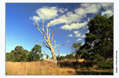 Westerfolds Park dead tree