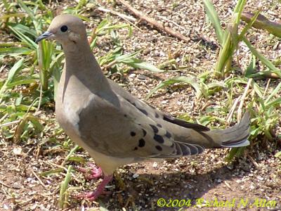 Mourning Dove