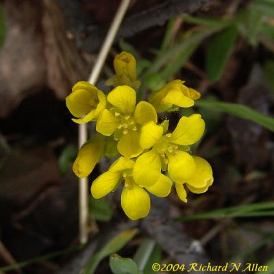 Gordon's Bladderpod