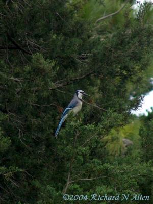 Blue Jay