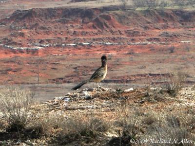 Greater Roadrunner