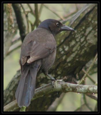 JPG Grackle SB aP4125304.jpg