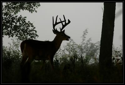 JPG SB Buck Fog DSC_1316.jpg