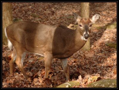 JPG CSB Buck1 DSC_9796.jpg