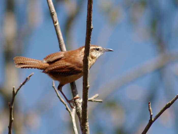 JPG 1S Wren DSC_3353.jpg