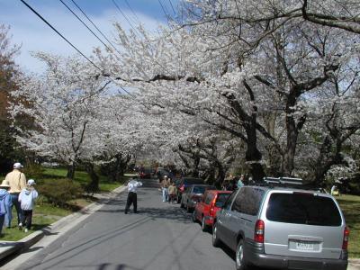 Cherry Blossoms in Bethesda and D.C.