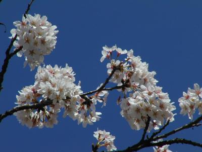 cherry blossoms against sky