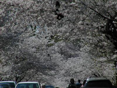 very thick cherry blossoms above cars