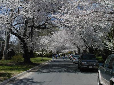 pedestrians on this cherry blossom street