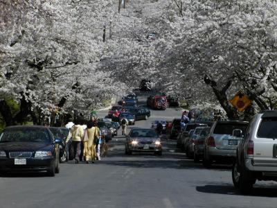 more cars pedestrians and cherry blossoms