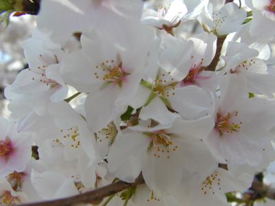 cherry blossom closeup