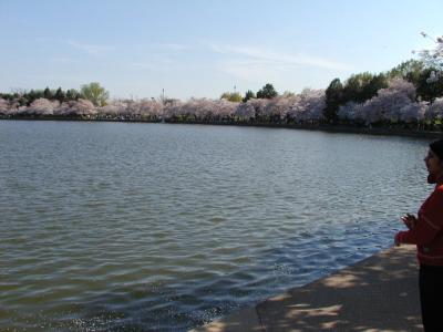 people along tidal basin with cherry blossoms