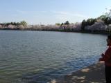 people along tidal basin with cherry blossoms