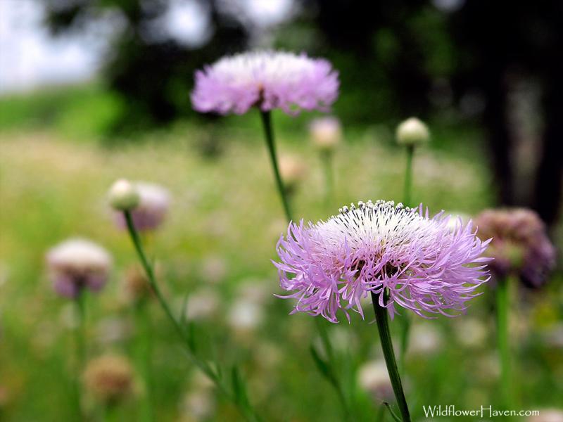 Basketflower - WP1024x768-107