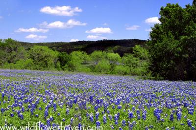 Texas Wildflower Report 2004