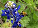 Bee in the bonnet