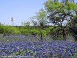Windmill Bluebonnets