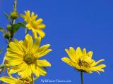 Maximilian Sunflower - WP_800x600-106