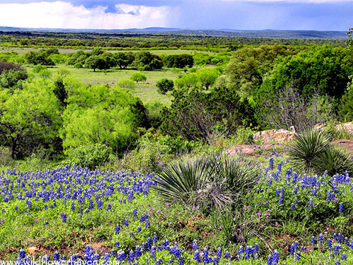 Plateau Bluebonnets